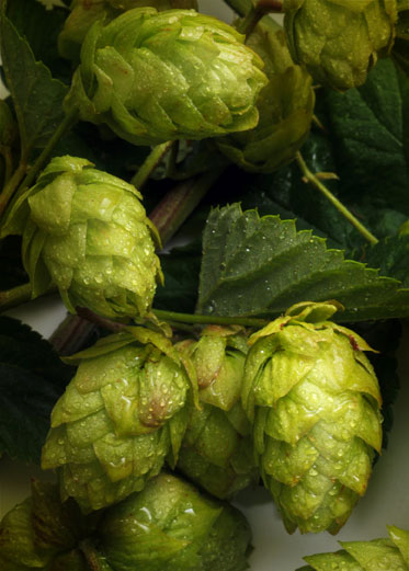 Aztec Hops